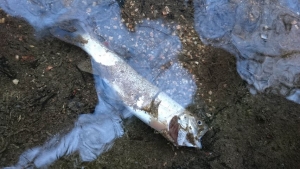 Monistrol-sur-Loire : des truites retrouvées mortes au Pont de Chazeau