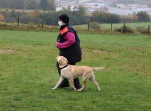 Yssingeaux : la crème de la crème au concours canin d&#039;obéissance dimanche