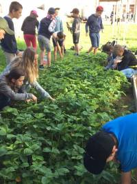 Saint-Pal-de-Mons : un potager à l&#039;école Saint-Joseph