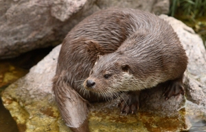 Fay-sur-Lignon : une soirée sur la loutre samedi