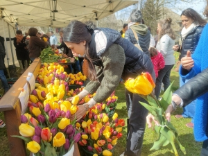 Moudeyres : les tulipes contre le cancer s&#039;envolent comme des petits pains