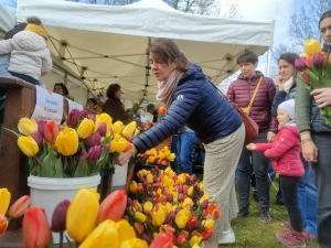 Moudeyres : les tulipes contre le cancer s&#039;envolent comme des petits pains