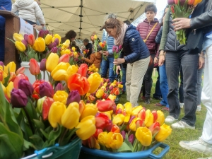 Moudeyres : les tulipes contre le cancer s&#039;envolent comme des petits pains