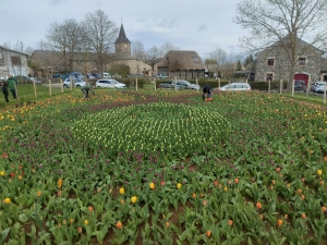 Moudeyres : les tulipes contre le cancer s&#039;envolent comme des petits pains