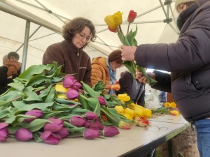 Moudeyres : les tulipes contre le cancer s&#039;envolent comme des petits pains