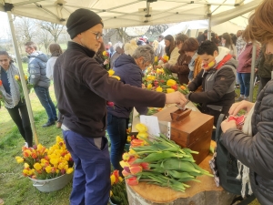 Moudeyres : les tulipes contre le cancer s&#039;envolent comme des petits pains