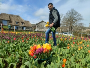 Moudeyres : les tulipes contre le cancer s&#039;envolent comme des petits pains