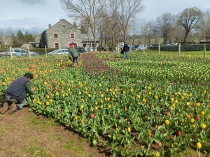 Moudeyres : les tulipes contre le cancer s&#039;envolent comme des petits pains