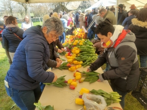 Moudeyres : les tulipes contre le cancer s&#039;envolent comme des petits pains