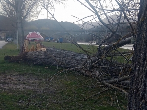 Retournac : un peuplier mis à terre par le vent sur les bords de Loire