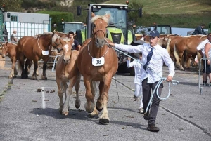 Yssingeaux : la foire aux chevaux de retour en ville