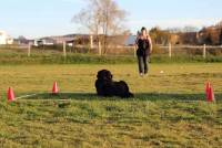 L&#039;épreuve du carré : le chien doit se coucher à distance.