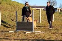 Le chien doit sauter des obstacles.