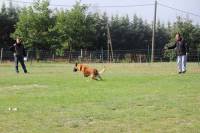 Le chien est dirigé par son maître.