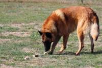 L&#039;épreuve de l&#039;odorat : le chien doit retrouver l&#039;objet touché par son maître.