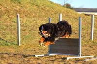 Le chien doit sauter des obstacles.