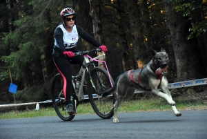 Saint-Front : les meilleurs mushers se mesurent sur terre à « Chaudeyrac »