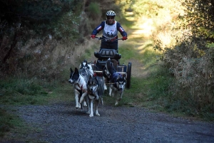 Saint-Front : les meilleurs mushers se mesurent sur terre à « Chaudeyrac »