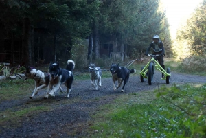 Saint-Front : les meilleurs mushers se mesurent sur terre à « Chaudeyrac »