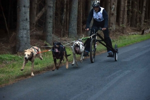 Saint-Front : les meilleurs mushers se mesurent sur terre à « Chaudeyrac »