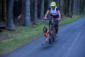 Saint-Front : les meilleurs mushers se mesurent sur terre à « Chaudeyrac »