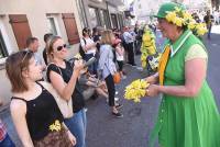 Le Chambon-sur-Lignon : un jaune flamboyant pour la Fête des jonquilles (photos et vidéo)