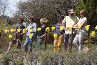 Le Chambon-sur-Lignon : un jaune flamboyant pour la Fête des jonquilles (photos et vidéo)