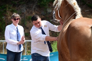 Yssingeaux : les juments comtoises à l&#039;heure du concours