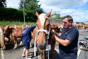 Yssingeaux : les juments comtoises à l&#039;heure du concours