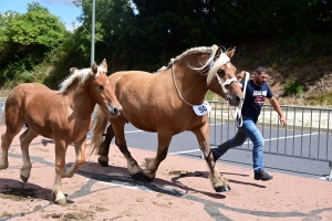 Yssingeaux : les juments comtoises à l&#039;heure du concours