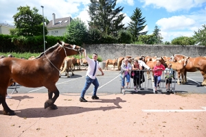 Yssingeaux : les juments comtoises à l&#039;heure du concours