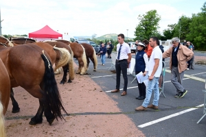 Yssingeaux : les juments comtoises à l&#039;heure du concours