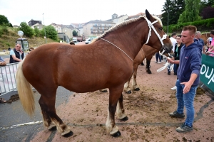 Yssingeaux : les juments comtoises à l&#039;heure du concours