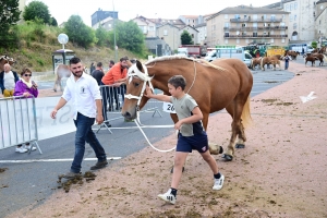 Yssingeaux : les juments comtoises à l&#039;heure du concours