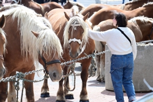 Yssingeaux : les juments comtoises à l&#039;heure du concours