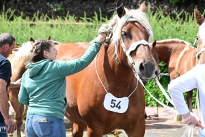 Yssingeaux : les juments comtoises à l&#039;heure du concours