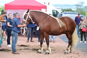 Yssingeaux : les juments comtoises à l&#039;heure du concours