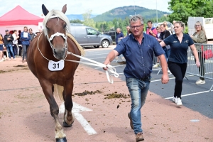 Yssingeaux : les juments comtoises à l&#039;heure du concours