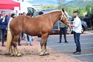 Yssingeaux : les juments comtoises à l&#039;heure du concours