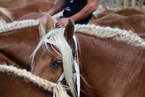 Yssingeaux : les juments comtoises à l&#039;heure du concours