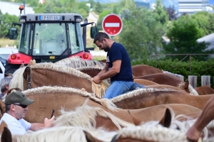 Yssingeaux : les juments comtoises à l&#039;heure du concours