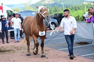 Yssingeaux : les juments comtoises à l&#039;heure du concours