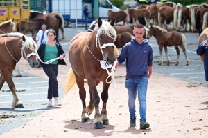 Yssingeaux : les juments comtoises à l&#039;heure du concours