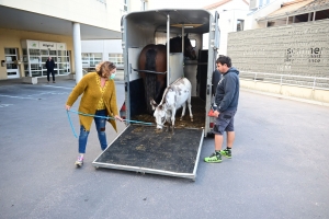 Yssingeaux : de la médiation animale à l&#039;hôpital Jacques-Barrot pour la Semaine bleue