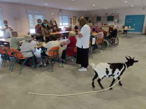 Yssingeaux : de la médiation animale à l&#039;hôpital Jacques-Barrot pour la Semaine bleue