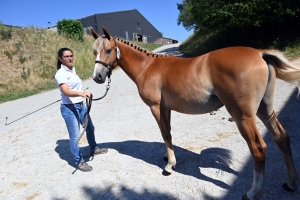 Yssingeaux : 37 chevaux au concours modèles et allures