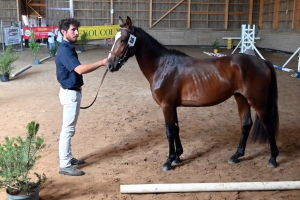 Yssingeaux : 37 chevaux au concours modèles et allures