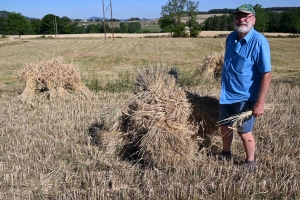 Yssingeaux : des moissons à l&#039;ancienne pour préparer la Fête de la batteuse (vidéo)