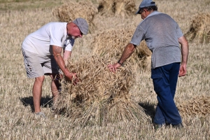 Yssingeaux : des moissons à l&#039;ancienne pour préparer la Fête de la batteuse (vidéo)