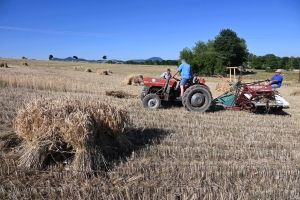 Yssingeaux : des moissons à l&#039;ancienne pour préparer la Fête de la batteuse (vidéo)